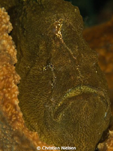 Shrek
Lovely giant frogfish on the North side of Nusa Pe... by Christian Nielsen 